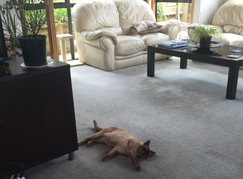 "I think I like it here, thanks for buying me a new home Mom and Dad!"