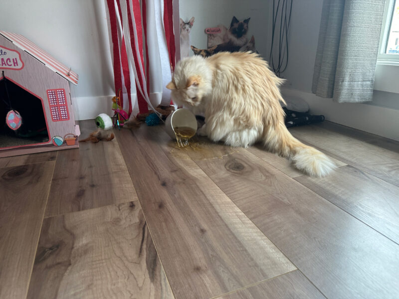 Blue knocked the tea cup