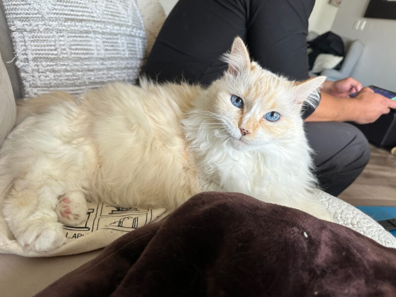 Blue lying on couch