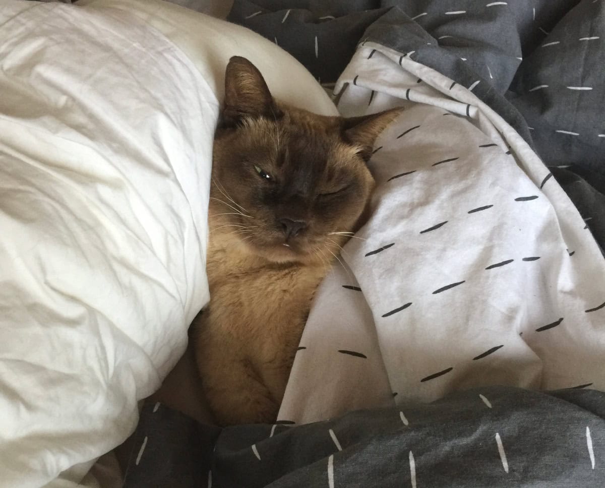 Cozy and relaxed while we go off to work.