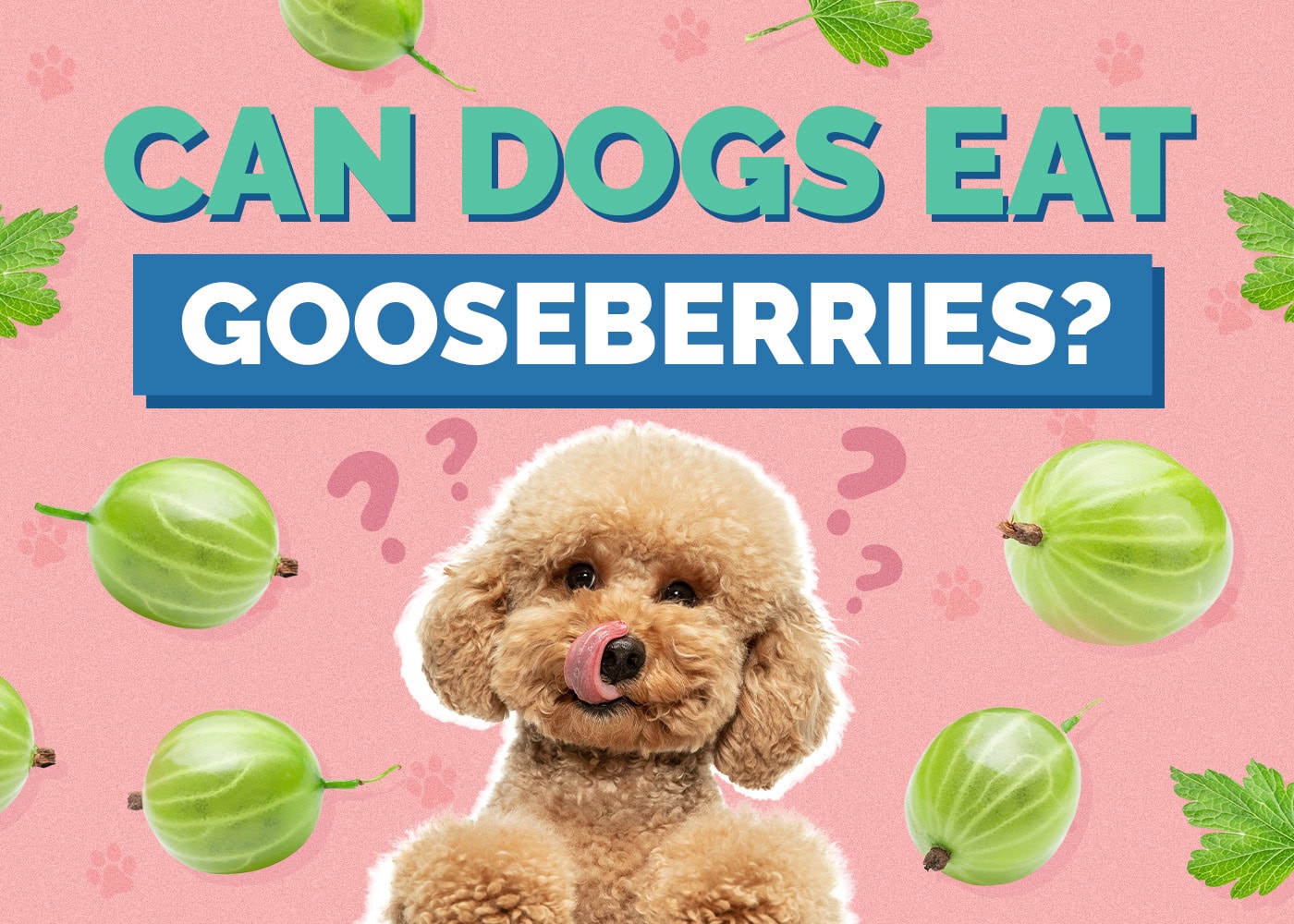 Can Dogs Eat Gooseberries Vet Reviewed Health Concerns Hepper can-dogs-eat-gooseberries-vet-reviewed-health-concerns-hepper