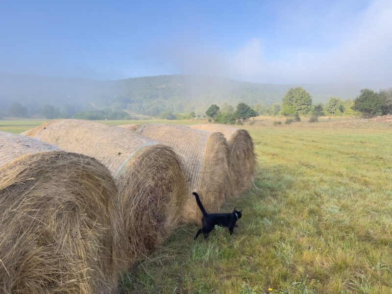 Do Cats Go Through a Teenage Stage? Miki's Growing Up Hepper