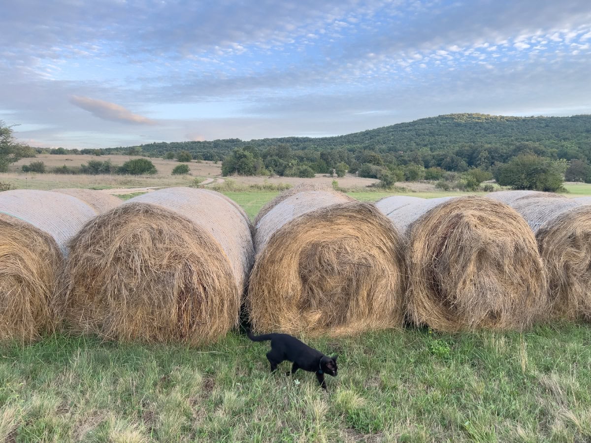 Do Cats Go Through a Teenage Stage? Miki’s Growing Up