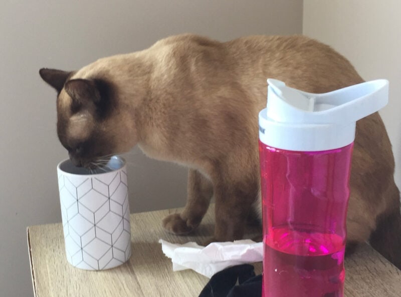 Until we got Rosa in 2020, this is how Baby exclusively drank water. Would not touch a water bowl, only a glass on the bedside table.