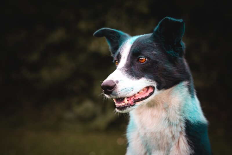 close up of a welsh sheepdog
