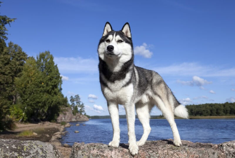 husky-standing-by-the-lake-with-big-head-cut