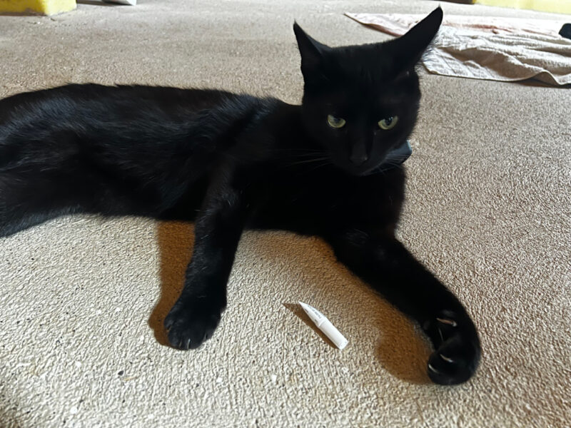 miki with flea or worm treatment tube