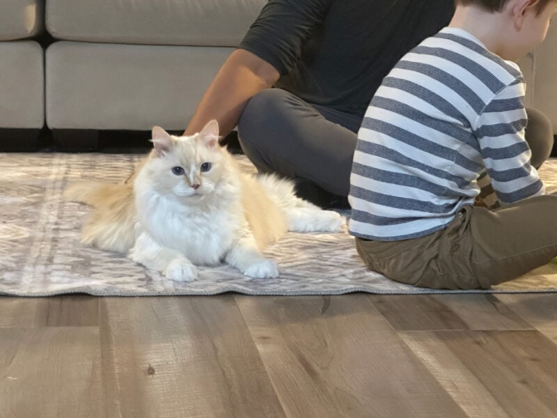 Blue lying on the carpet