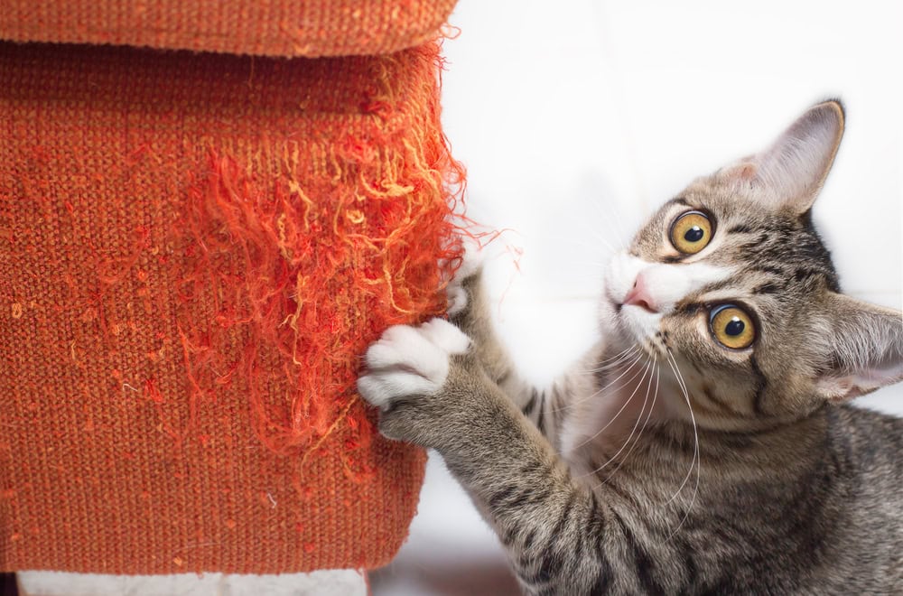 Kitten-scratching-orange-fabric-sofa-couch