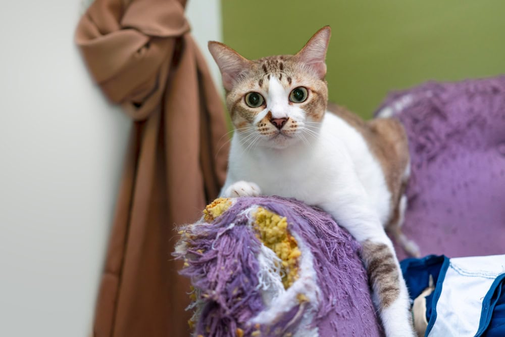 cat-scratching-purple-sofa-couch-looking-unphased