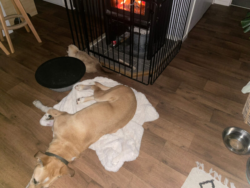 Baby Cat not using his nest, wanting to be even closer to the fire, and Mac needing to be nearby his bro.