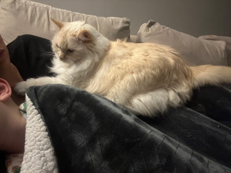 Blue lying on the couch with Amanda