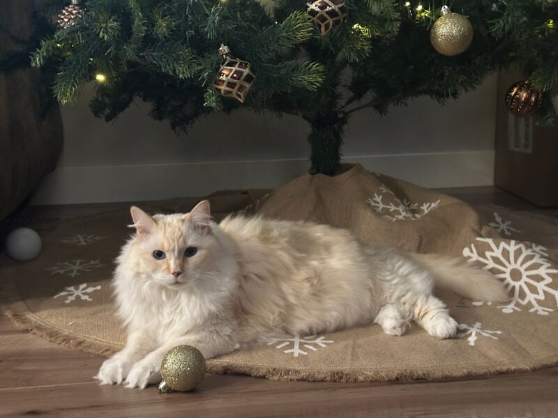 Blue lying under the Christmas tree