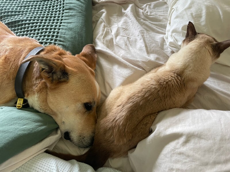 Mac knows something is up - Baby isn't interested in much physical contact, but Mac needs to be right beside him.