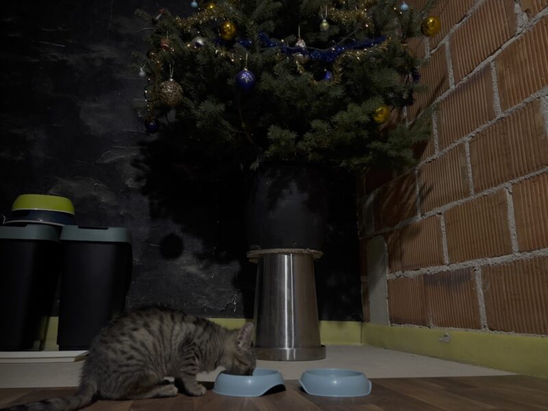Minnie eating in front of the decorated Christmas tree