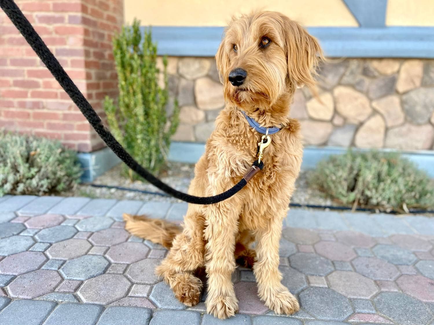 OneMind Dogs Online Puppy Training Course Review - Micah practicing commands