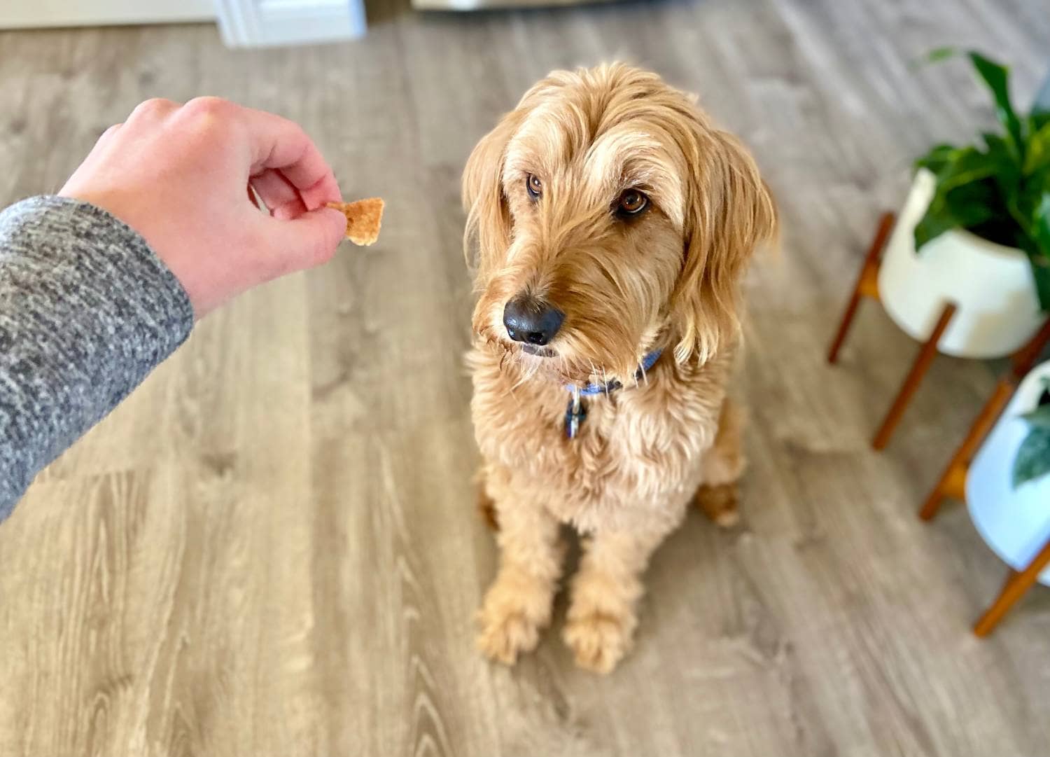 OneMind Dogs Online Puppy Training Course Review - Micah practicing eye contact