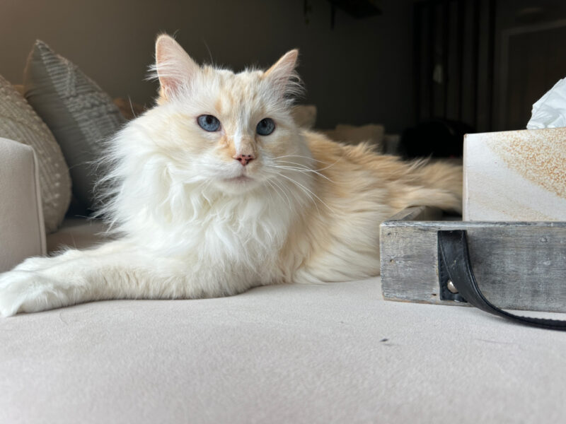 Blue lying on the couch