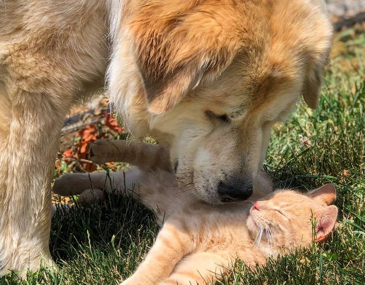 great pyrenees being sweet to cat outdoors