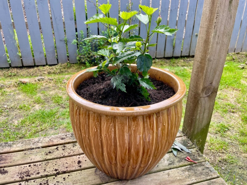 Baby Cat's resting place