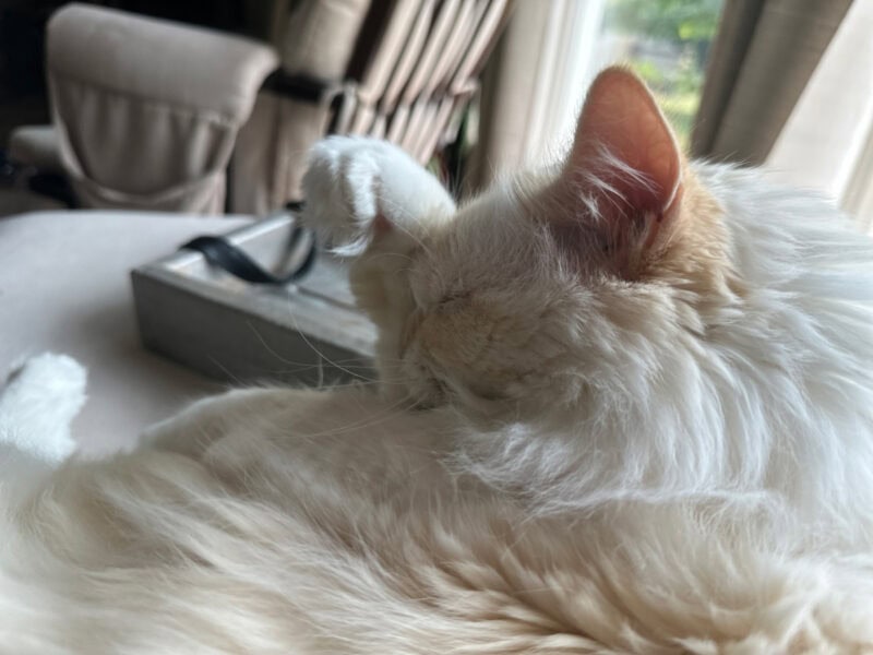 Blue grooming itself on the couch