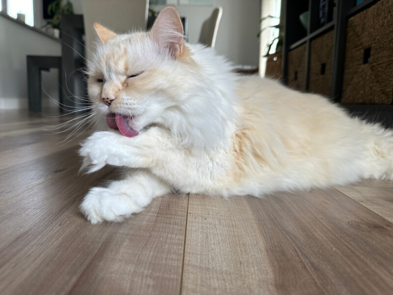 Blue licking its paw