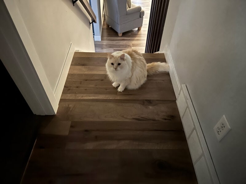 Blue sitting at the staircase landing