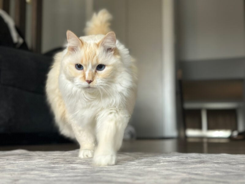 Blue walking on the carpet