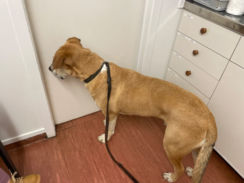 Mac wanting to leave the vet's room before Baby Cat was put down