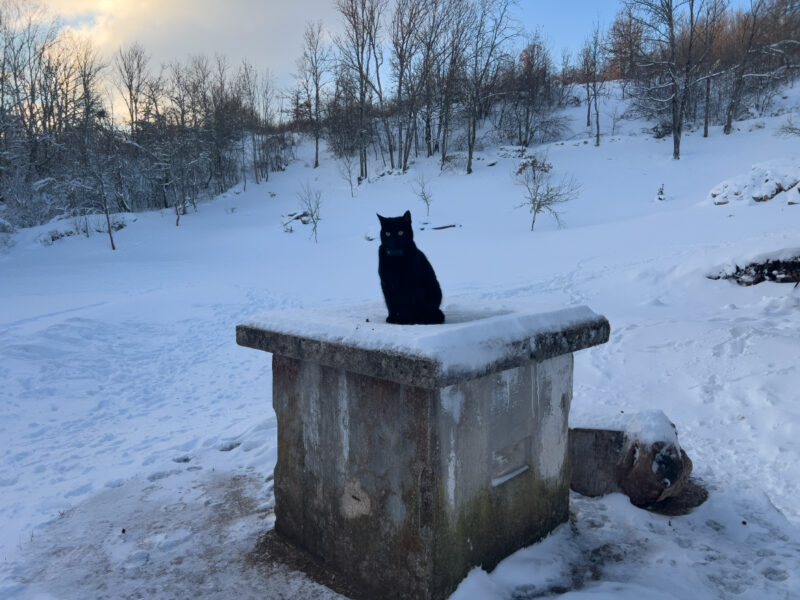 Miki sitting outdoor