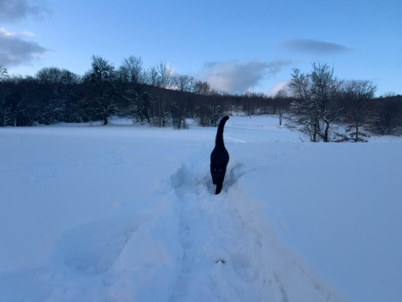 Miki walking in the snow