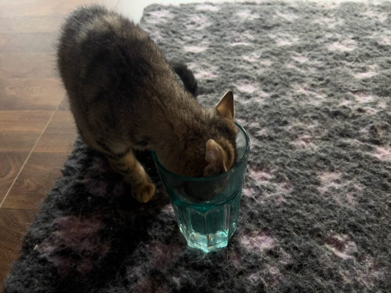 Minnie drinking water from a glass