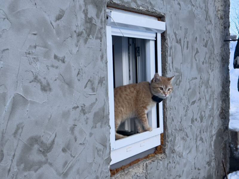 Nara on the window and looking outside