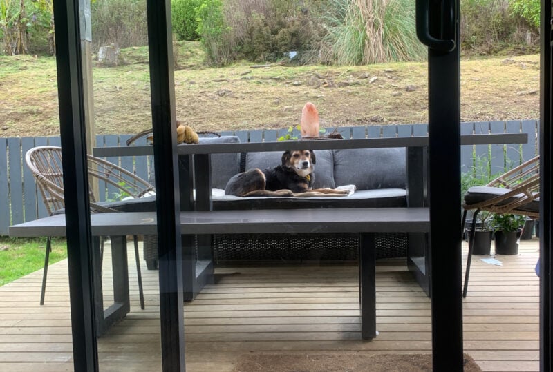 Rosa laying on Baby's spot on the outdoor couch after we got home from the vet's - she never lays here.