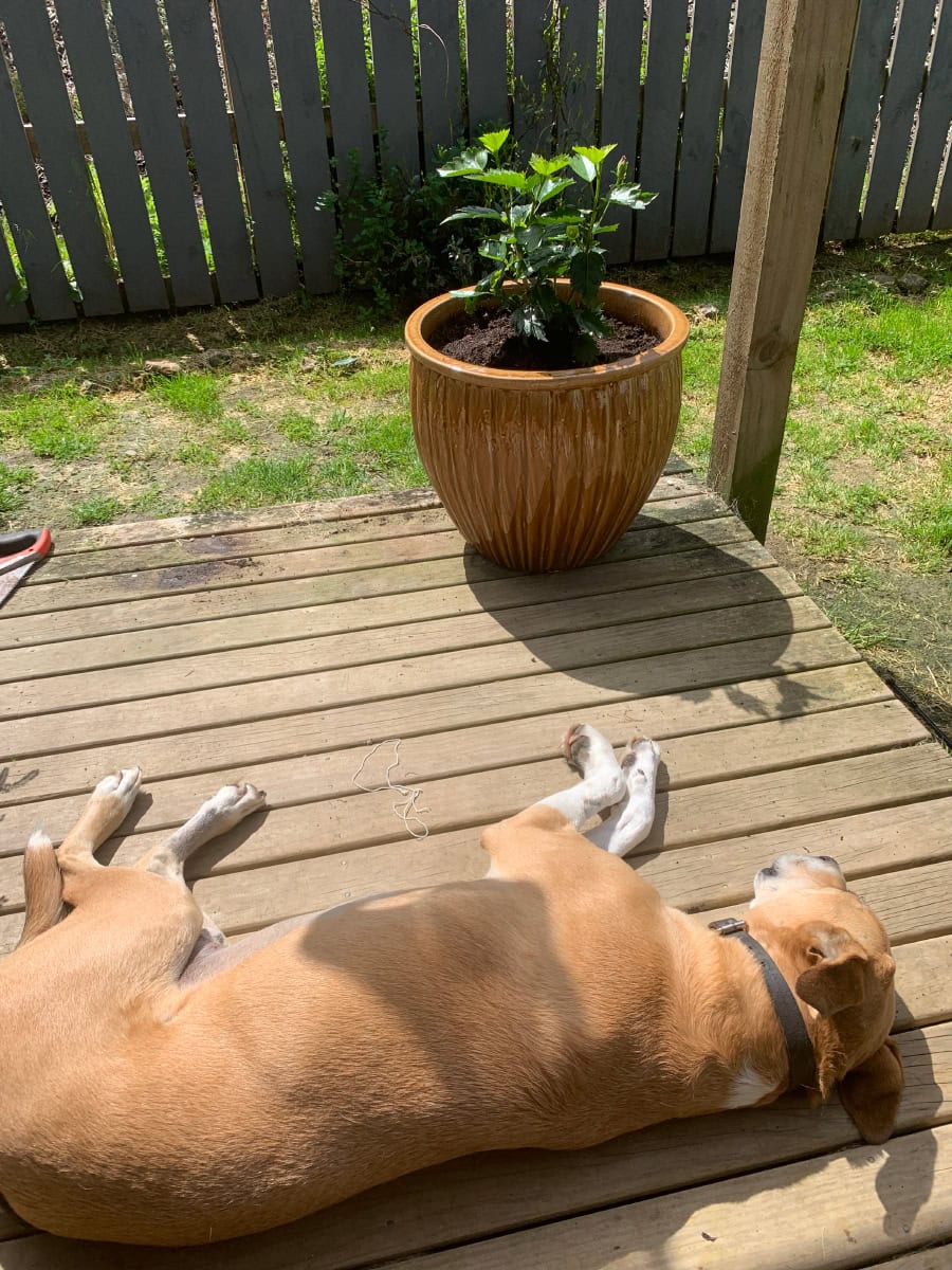 The boys catching rays together.