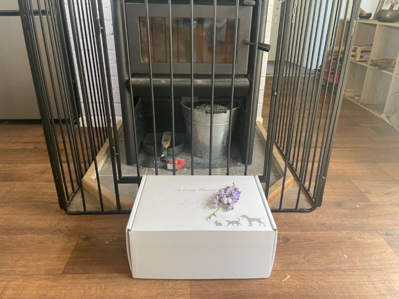 baby cat in the box near the fireplace