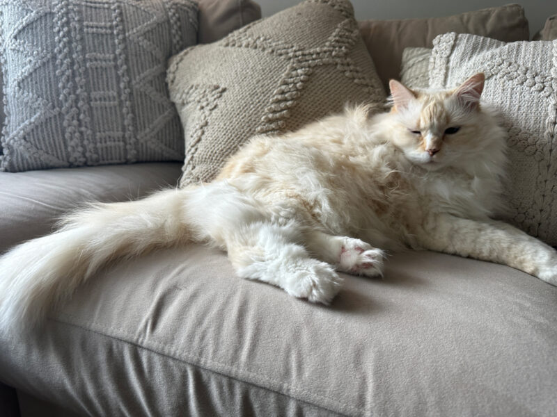 Blue lying on the couch