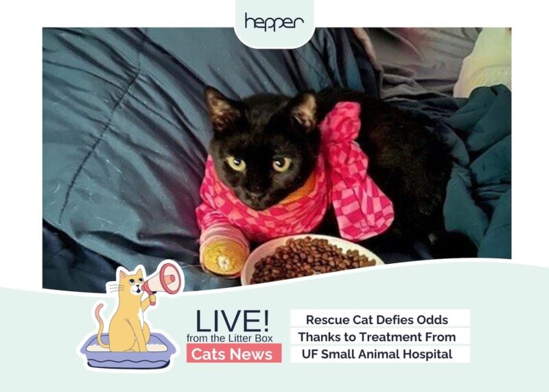 Weekly Mews Nine Iron Defies Odds