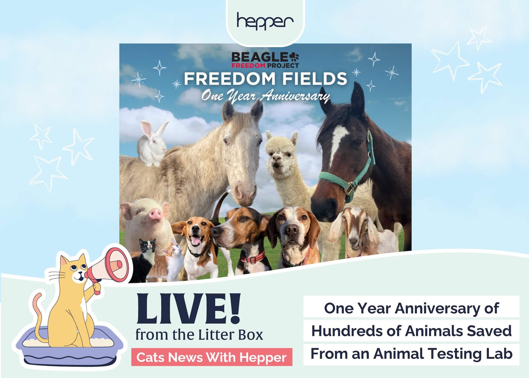 Beagle Freedom Project One Year Anniversary of Freedom Fields