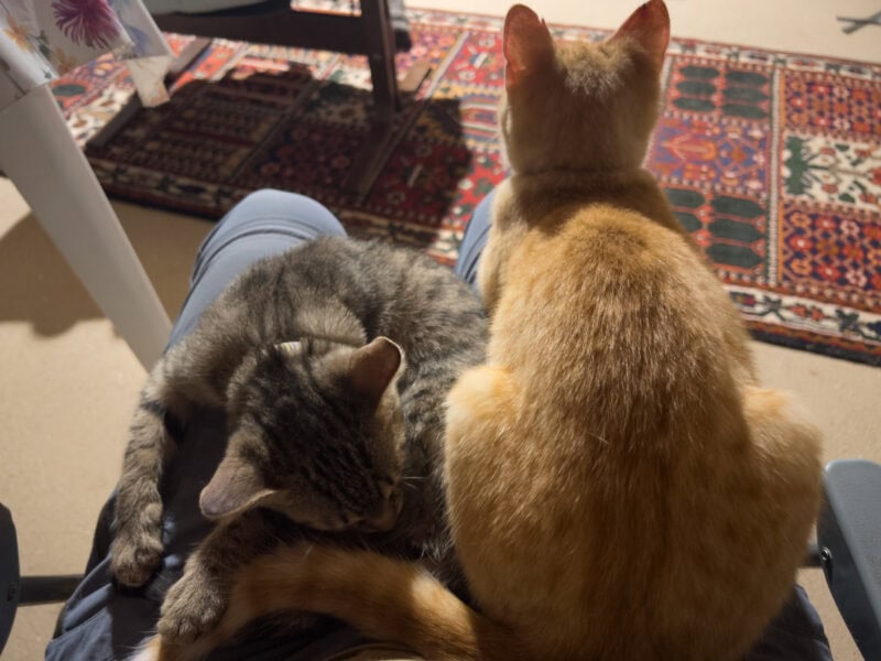 Minnie and Nara lying on Maja's lap