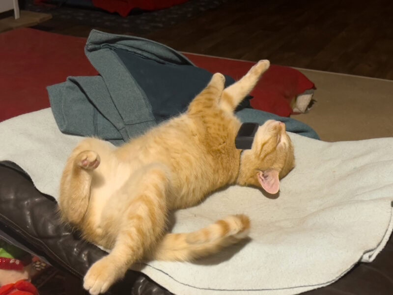 Nara lying on its back