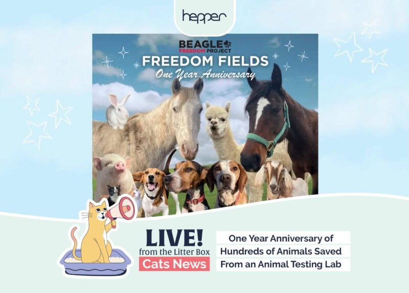 New_Hepper_Weekly_Mews_Beagle