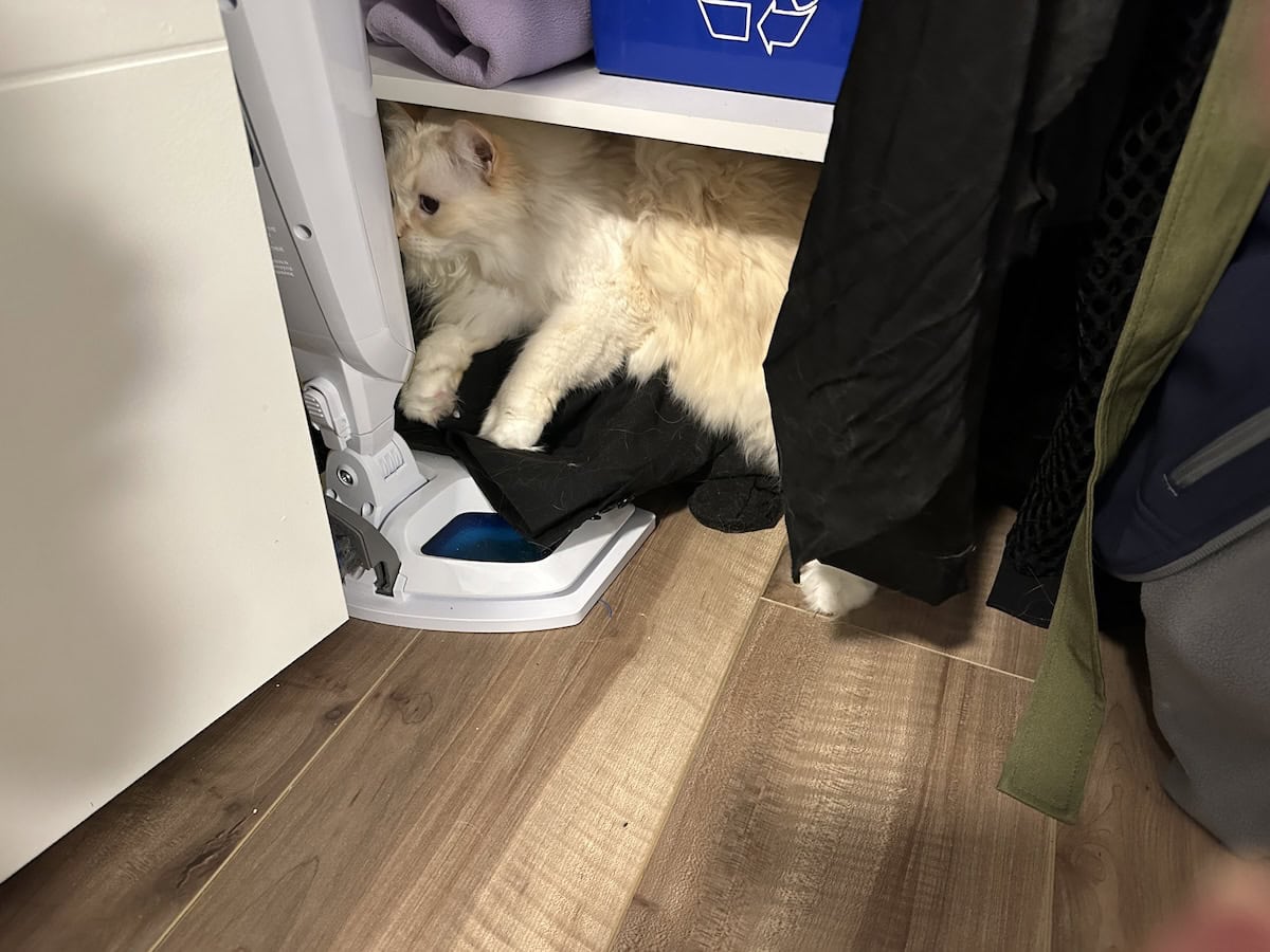 Blue in her closet hiding place