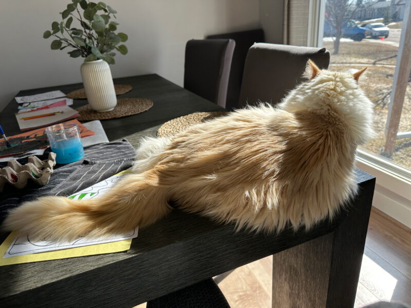 Blue lying on the table looking outside