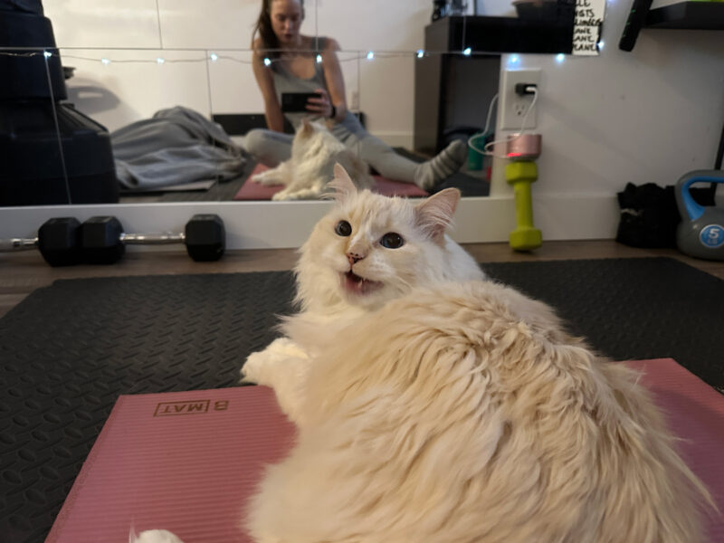 Blue lying on yoga mat