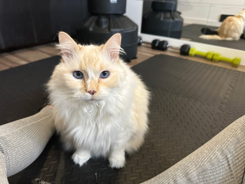 Blue sitting on yoga mat