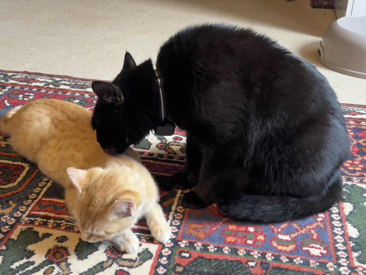 Miki sniffing Nara the kitten