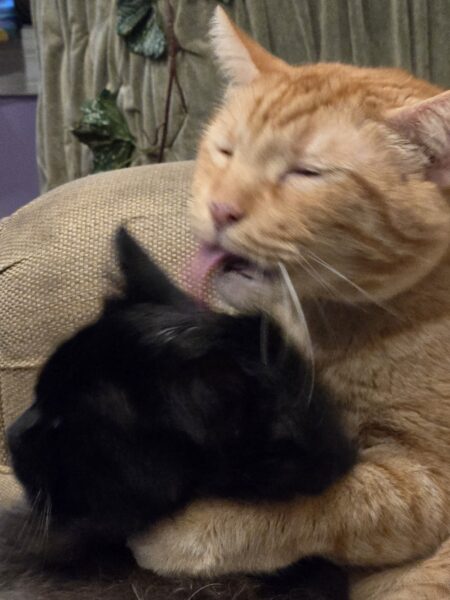 Trapper T Cat taking care of his brother Black Jack