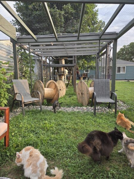 The 80-feet-long enclosed garden is open from April to November, giving the cats the freedom to come and go as they please.